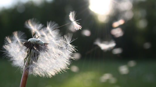 dandelion close up with seeds floating away on the wind